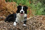 BORDER COLLIE 872